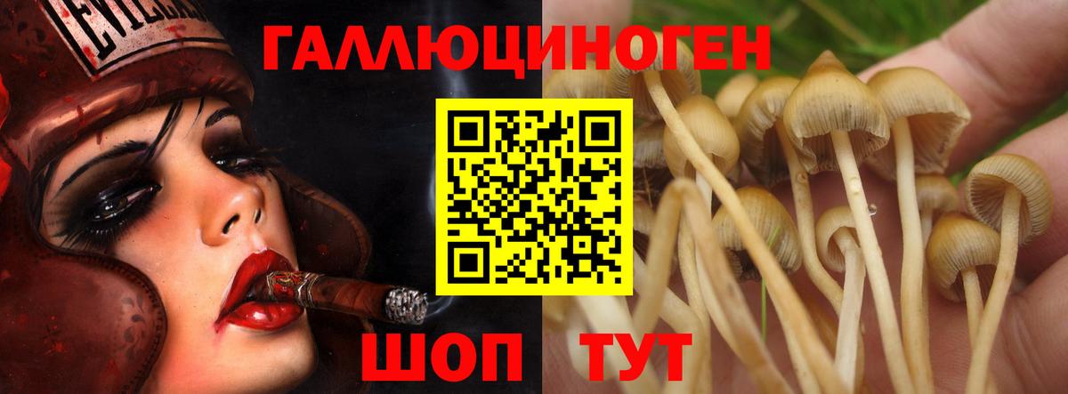 Галлюциногенные грибы GOLDEN TEACHER  Псилоцибиновые грибы Cubensis  Вход с VPN  Кизилюрт 